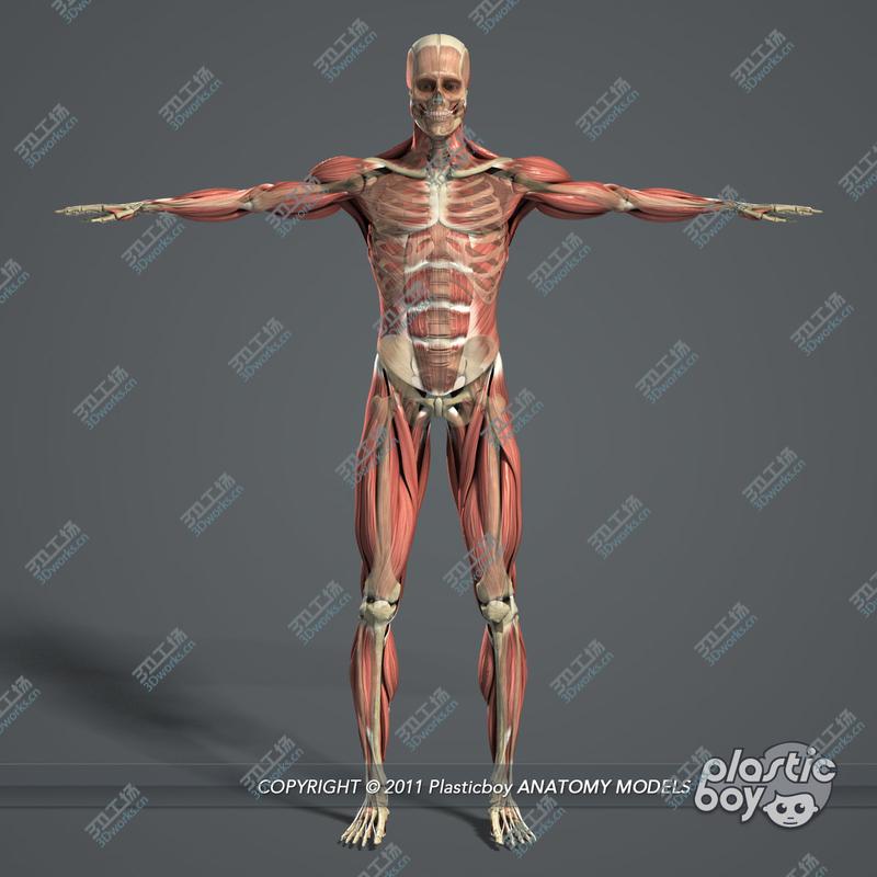 images/goods_img/20210319/Muscular & Skeletal System Anatomy Pack (Textured)/3.jpg